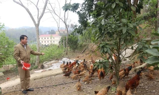 Cựu chiến binh Lạng Sơn phát triển, chăn nuôi gia cầm. 