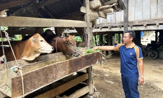 Hộ gia đình anh Giàng An Vừ phát triển kinh tế. 