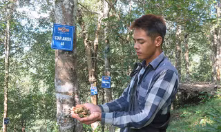 Người dân Lạng Sơn thu hoạch hoa hồi. 