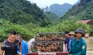 Vận chuyển "giải cứu" quả na ra khỏi biển nước ở Vạn Linh, tỉnh Lạng Sơn. 