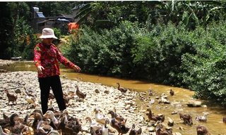 Phụ nữ Lạng Sơn thành công với mô hình phát triển cây đặc sản địa phương. Ảnh: Duy Chiến