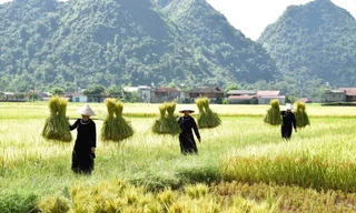 Mùa vàng ở Bắc Sơn, tỉnh Lạng Sơn. Ảnh: Doãn Tuấn.