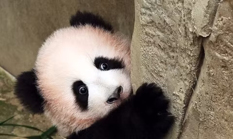 Không thấy 'Bukang-i' thì đã có 'báu vật mới của gia đình gấu trúc Bao'