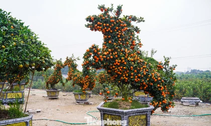 Độc lạ quýt hình ngựa có giá hàng chục triệu đồng ở thủ phủ cây cảnh Hưng Yên