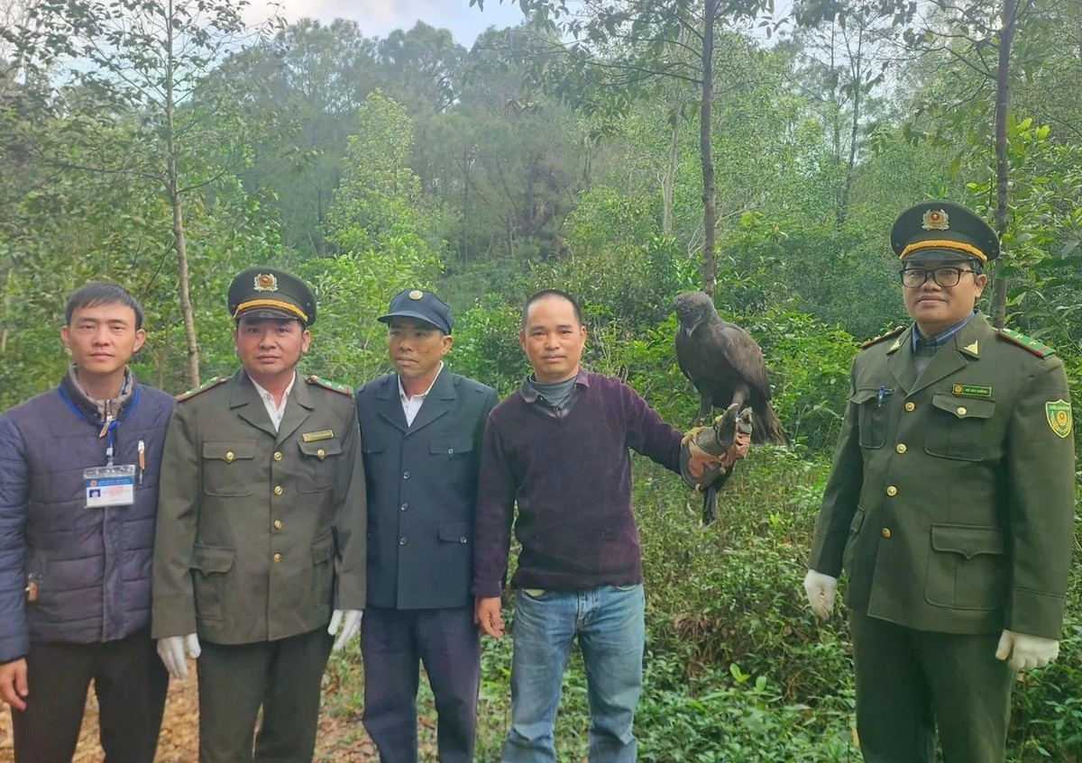 Đại b&agrave;ng đen qu&yacute; hiếm được thả về rừng tại Huế