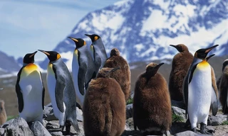 Tham vọng điên rồ đưa 69 chú chim cánh cụt đến Bắc Cực