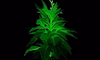 Tạo cây phát sáng như 'Avatar': Đột phá chỉnh sửa gen gây kinh ngạc