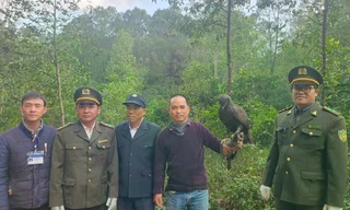 Đại bàng đen quý hiếm được thả về rừng ở Huế