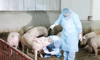 200 con lợn 'lăn đùng' ra chết, ghi nhận ổ dịch tả lợn Châu Phi đầu tiên ở Huế