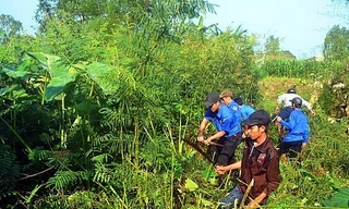 Sinh vật ngoại lai lan rộng: Nguy cơ mất rừng, nghẽn sông, đe dọa an ninh sinh thái