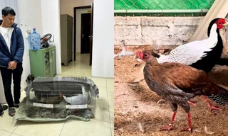 Chuyện hi hữu: 10 con gà, án 6 năm tù và lời cảnh tỉnh từ Sách Đỏ