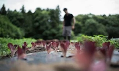 Du lịch trang trại tại Nhật Bản hay lối sống 'hạnh phúc nhỏ nhoi' đang thu hút giới trẻ toàn cầu