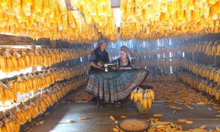 Chuyện chàng thanh niên A Súa thoát nghèo ở Mù Cang Chải