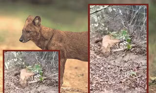 Giải mã thông tin sói rừng trở lại- Bài cuối: Chấn động với video sói sập bẫy, đang được xác minh làm rõ