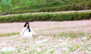 Giới trẻ rủ nhau lên miền đá, sống trọn khoảnh khắc giữa biển hoa tam giác mạch