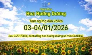 Cánh đồng hướng dương TH tạm đóng cửa ngày 3-4/1/2026