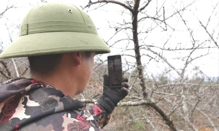 Thương lái đổ về Lùng Cúng tìm mua đào cổ bán Tết 