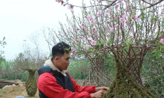 Trồng đào lục bình, nam thanh niên Phú Thọ kiếm bộn tiền mỗi vụ Tết