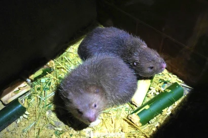 Mô hình nuôi dúi mở lối thoát nghèo cho người trẻ vùng cao xứ Nghệ