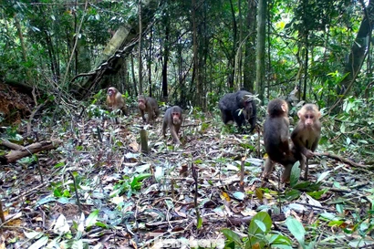 'Báu vật' hoang dã giữa đại ngàn Vườn quốc gia Pù Mát