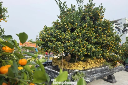 Độc lạ quất đảo vàng, đào chiếc ô