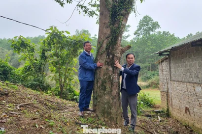 Giữ 'trầm tổ' tiền tỷ giữa miền sơn cước 