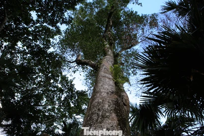 Những cây dó bầu quý hiếm ở Hà Tĩnh