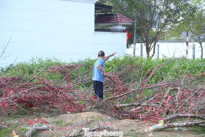 Xót xa hàng trăm cành đào bị chặt bỏ, chất đống bên đường