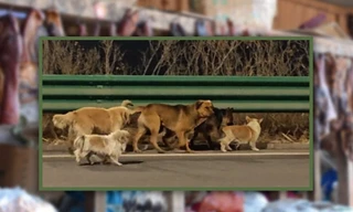 Hành trình trốn thoát kỳ diệu dài 17km của 7 chú chó thu hút 230 triệu lượt xem