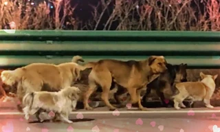 230 triệu người đã bị 'dắt mũi' vụ 7 chú chó trốn thoát khỏi chuồng nhốt ở Trung Quốc như thế nào?