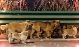 230 triệu người đã bị 'dắt mũi' vụ 7 chú chó trốn thoát khỏi chuồng nhốt ở Trung Quốc như thế nào?