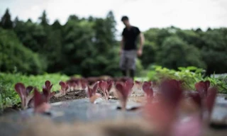 Du lịch trang trại tại Nhật Bản hay lối sống 'hạnh phúc nhỏ nhoi' đang thu hút giới trẻ toàn cầu