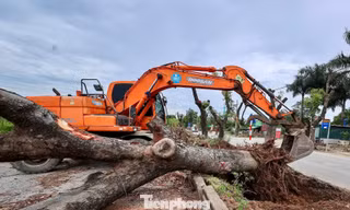 Di dời hàng xà cừ cổ thụ phục vụ dự án đường 70 hơn 3.370 tỷ đồng