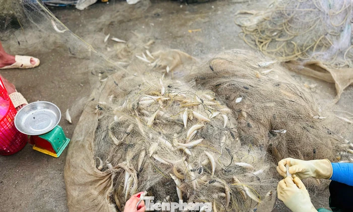 Ngư dân trúng 'lộc biển' đầu năm, thu tiền triệu mỗi ngày