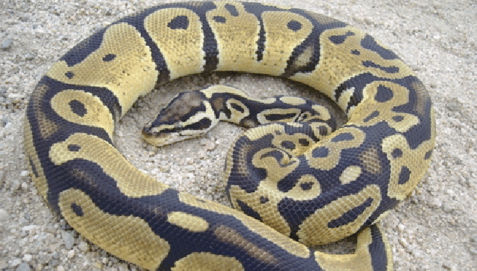 Cận cảnh con trăn khổng lồ dài 6m bị người dân bắt được.