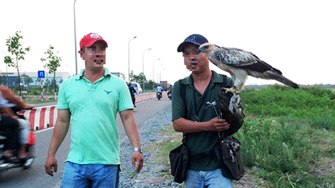 Con đại bàng khoảng 2 tuổi trong một buổi huấn luyện săn mồi.