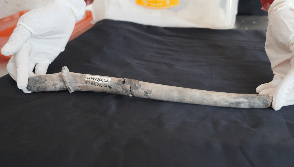 Theo nhà nghiên cứu Vương Thu Hồng, chiếc đàn sừng hươu này ít nhất đã được 2.000 năm tuổi, lần đầu tiên phát hiện ở Đông Nam Á