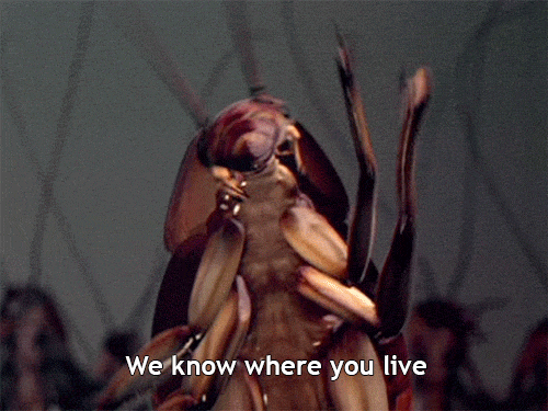 Gián có mặt ở mọi nơi (theo nghĩa đen).