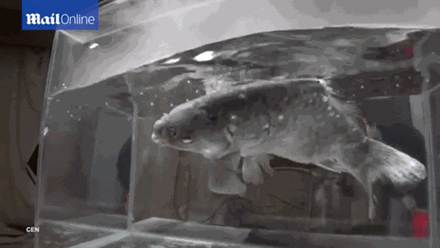 Video 'tiêm kích Su-30 đua với siêu xe Ferrari' hot nhất tuần qua ảnh 1