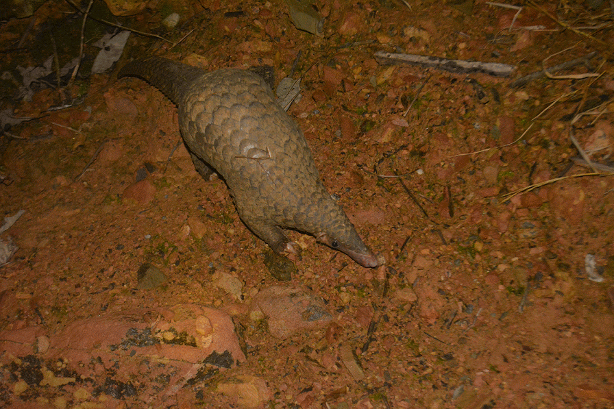 Trả về tự nhiên 54 cá thể tê tê java quý hiếm