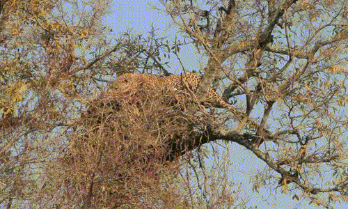 Cảnh tượng báo đốm hung dữ làm thịt đại bàng cá châu Phi con đang nằm trong tổ khiến nhiều người không khỏi rùng mình vì sự cạnh tranh sinh tồn khốc liệt trong thiên nhiên hoang dã.