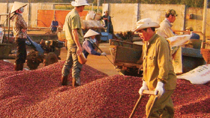 Lotte muốn trực tiếp tham gia từ trồng trọt cho đến chế biến ra sản phẩm cà phê.