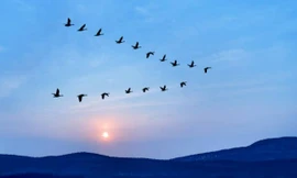 Hiểu biết của loài Ngỗng trời