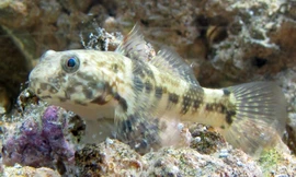 'Kỳ tích' của cá Bống