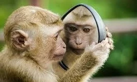 Thương vụ những chú khỉ và bài học lớn cho tất cả mọi người