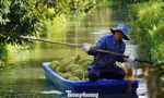 Sầu riêng 'tắc' mã vùng trồng, chủ tịch tỉnh thành phải chịu trách nhiệm
