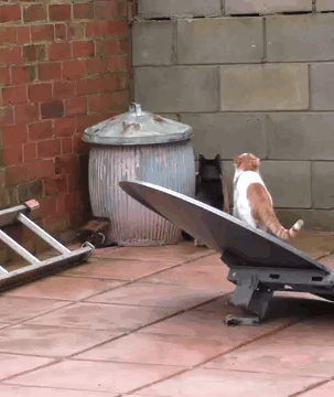 Hai chú mèo này dường như đã tập trước với nhau để có thể cùng nhảy lên đồng đều đến như vậy.