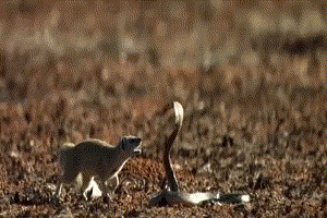 Công bố nghiên cứu khoa học nghề nuôi hàu lạ lùng ‘đầu độc’ đầm nước danh thắng Lăng Cô ảnh 5 Công bố nghiên cứu khoa học nghề nuôi hàu lạ lùng ‘đầu độc’ đầm nước danh thắng Lăng Cô ảnh 5