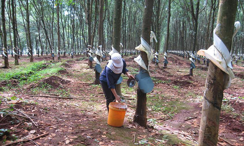 Một trong những rừng cao su của Binh đoàn 15.