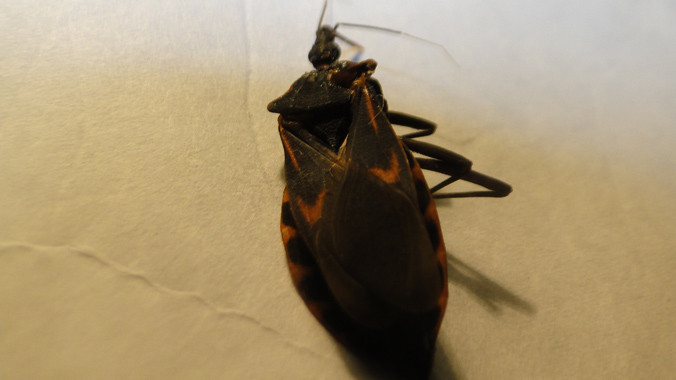 Bọ xít hút máu người